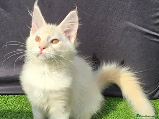 Maine Coon cats Ready now-Tica Maine Coon Kittens - Advert 1