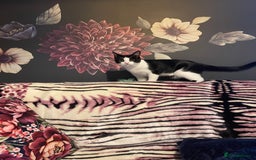 Mixed Breed cats for sale: Male kitten - Advert 19