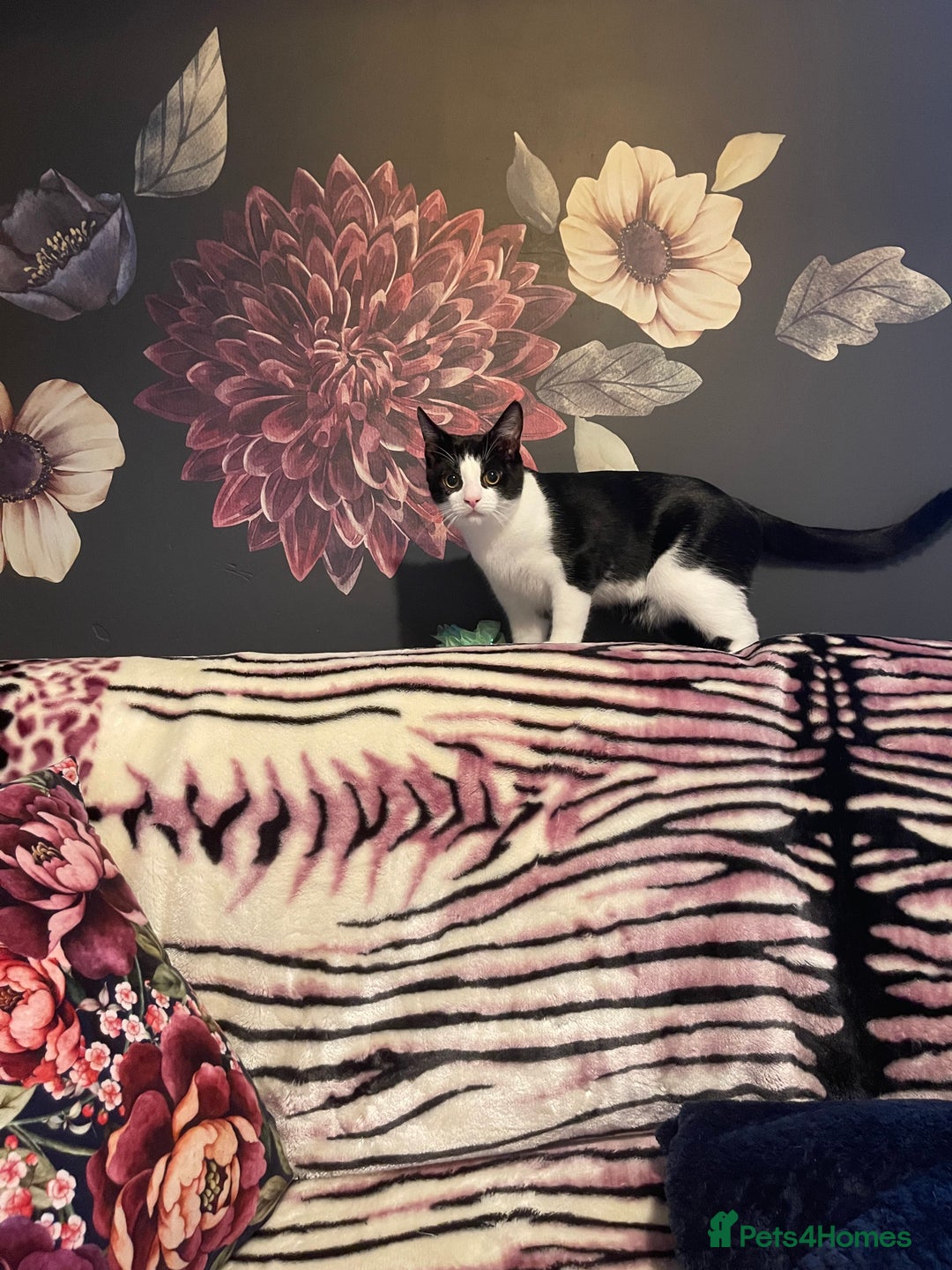 Mixed Breed cats for sale: Male kitten - Advert 19