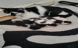 Mixed Breed cats for sale: little kitten  - Image 2