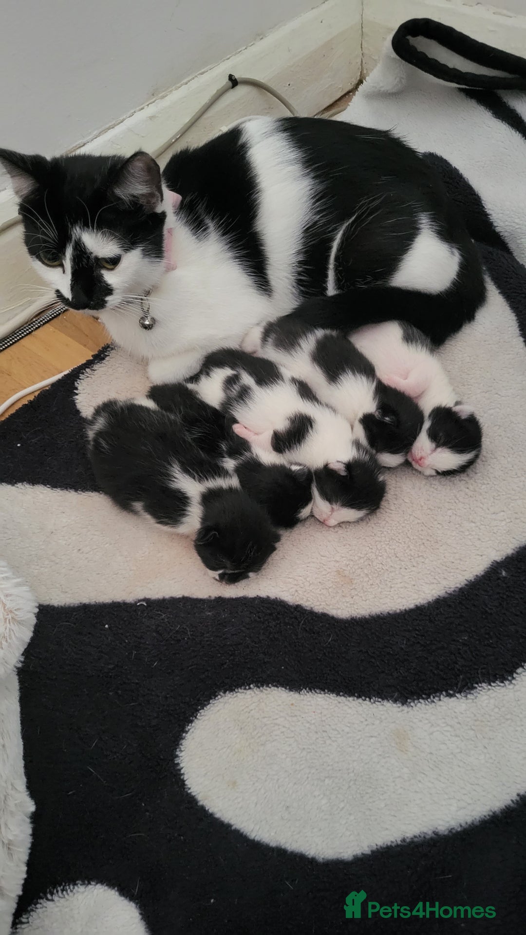 Mixed Breed cats for sale: little kitten  - Image 2
