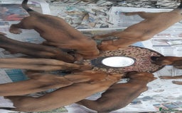 Lurcher dogs for sale: Lurcher puppies for sale.  - Image 3
