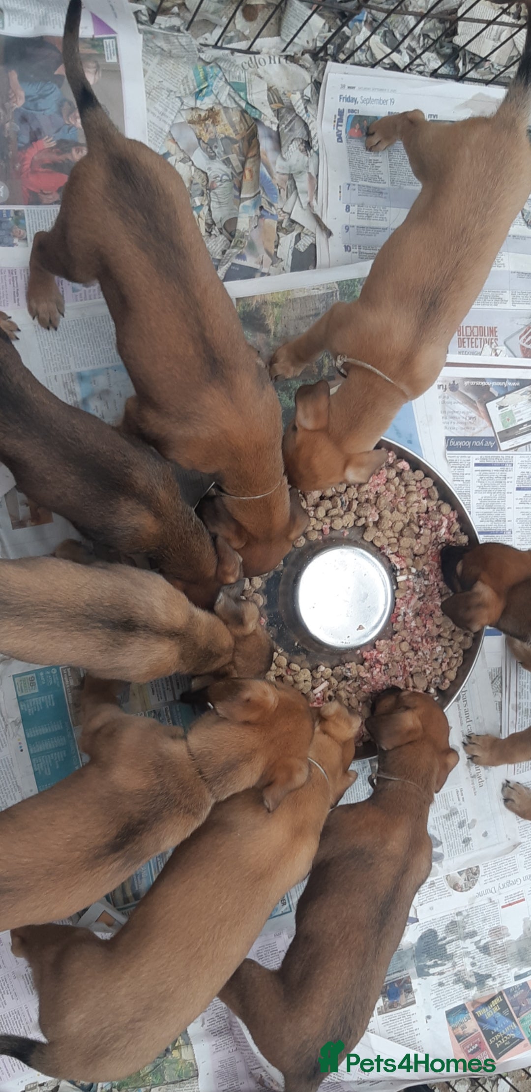 Lurcher dogs for sale: Lurcher puppies for sale.  - Image 3
