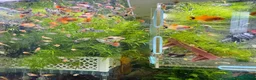 Platies fish for sale: small Platy, Guppy,shrimps &Bristlenose Pleco  - Advert 8