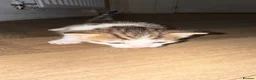 Mixed Breed cats for sale: 4 stunning kittens with unique markings for sale - Advert 14