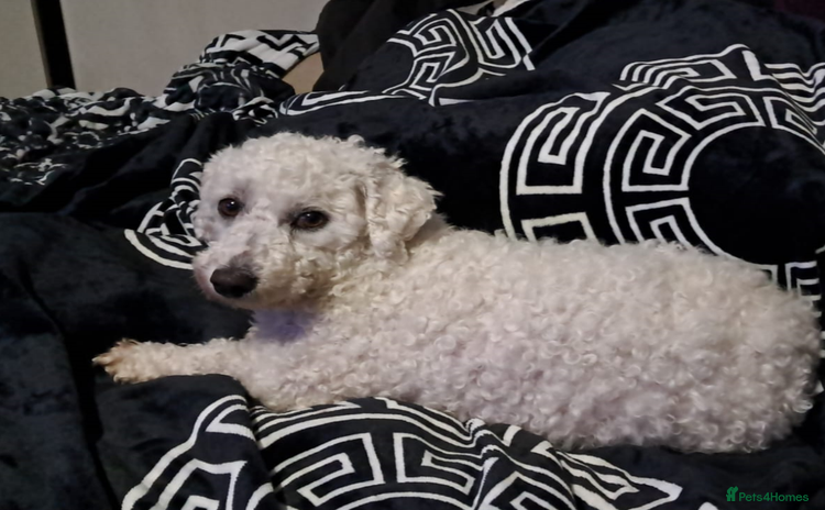 Poochon dogs - Advert 1