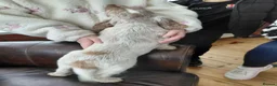 Cocker Spaniel dogs for sale: Cocker Spaniel pups in Omagh - Advert 20