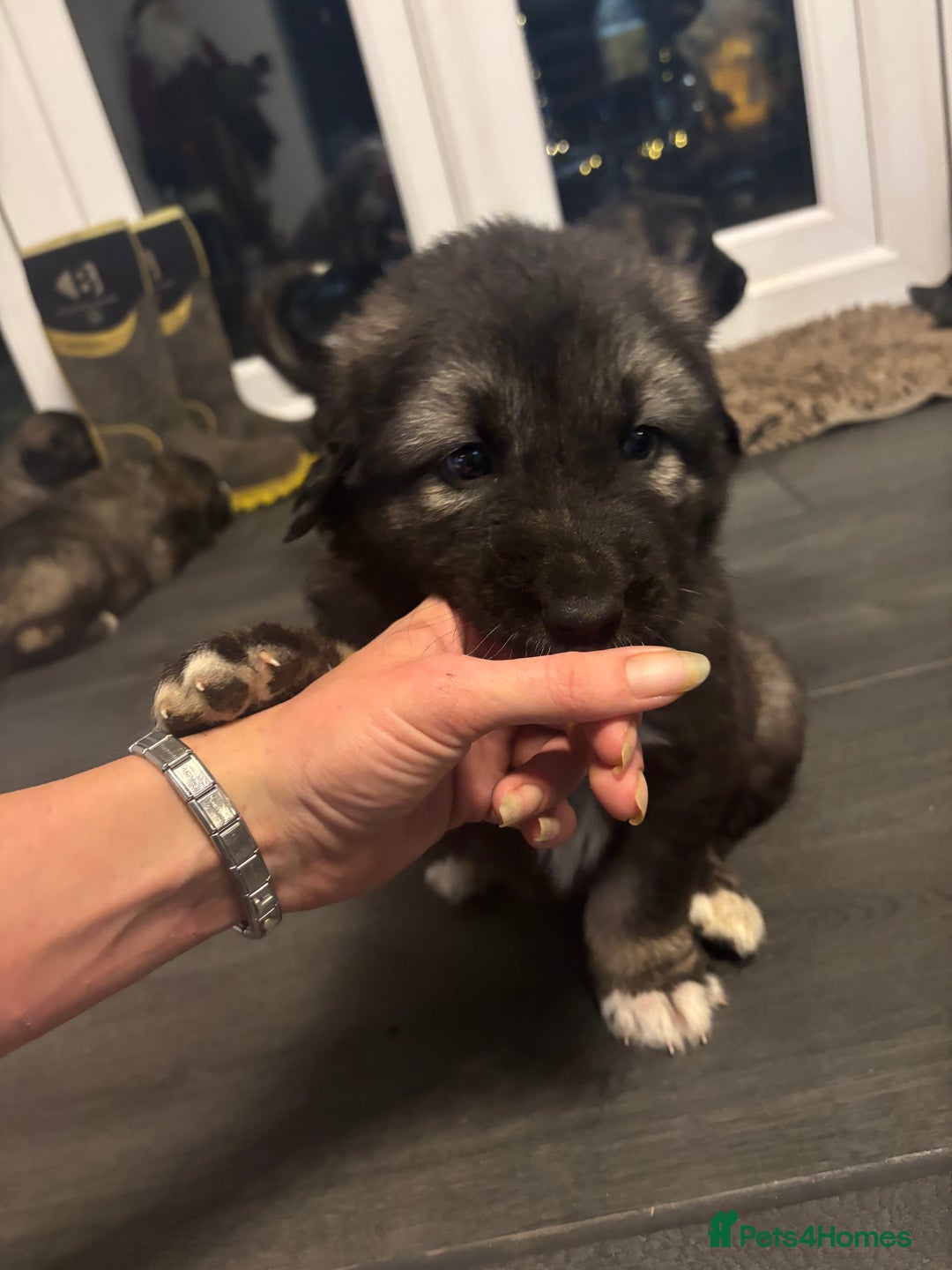 Caucasian Shepherd Dog dogs for sale: Caucasian Shepherds  - Advert 33