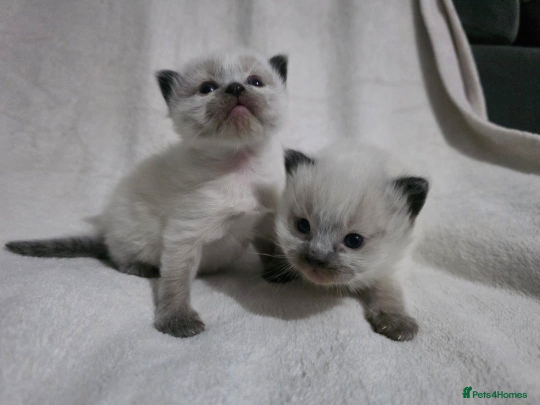 Ragdoll cats for sale: Stunning ragdoll kittens - Advert 5