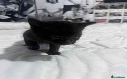 Mixed Breed cats for sale: Kittens for sale - Image 14