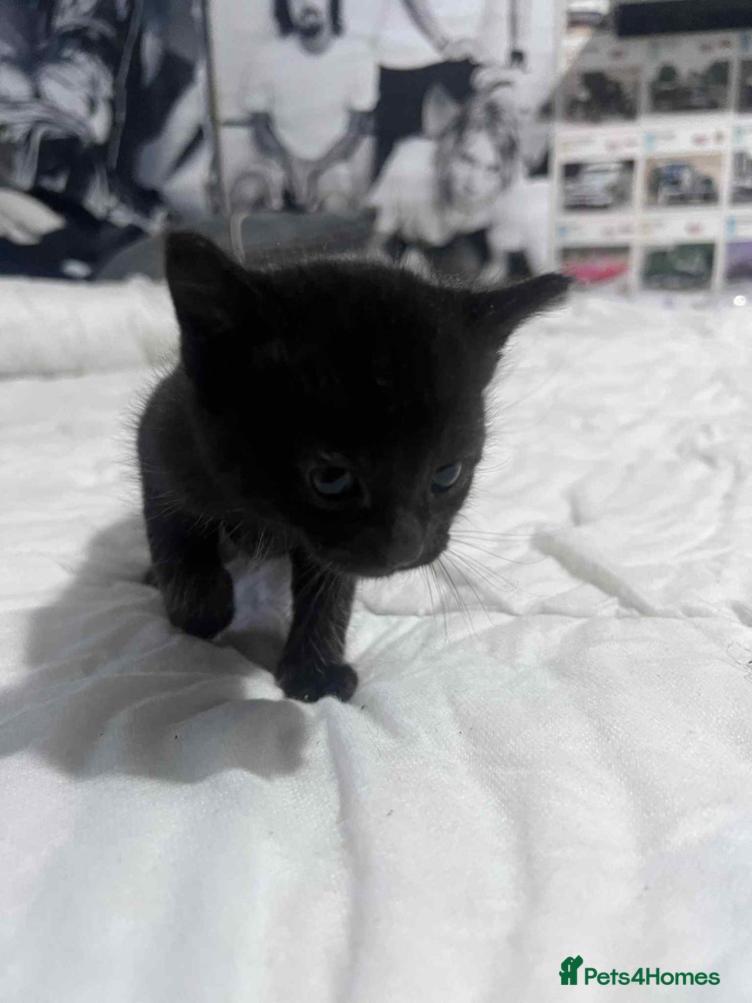Mixed Breed cats for sale: Kittens for sale - Image 14