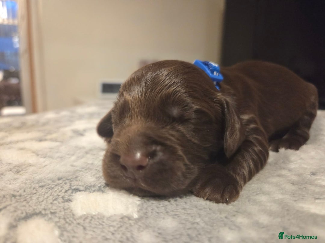 Cocker Spaniel dogs for sale: Working cocker spaniels  - Advert 17