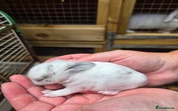 Mini Lop rabbits for sale: Stunning selection of mini lops ready for securing - Image 8