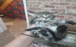 Mixed Breed cats for sale: Miss sijanda  - Image 32