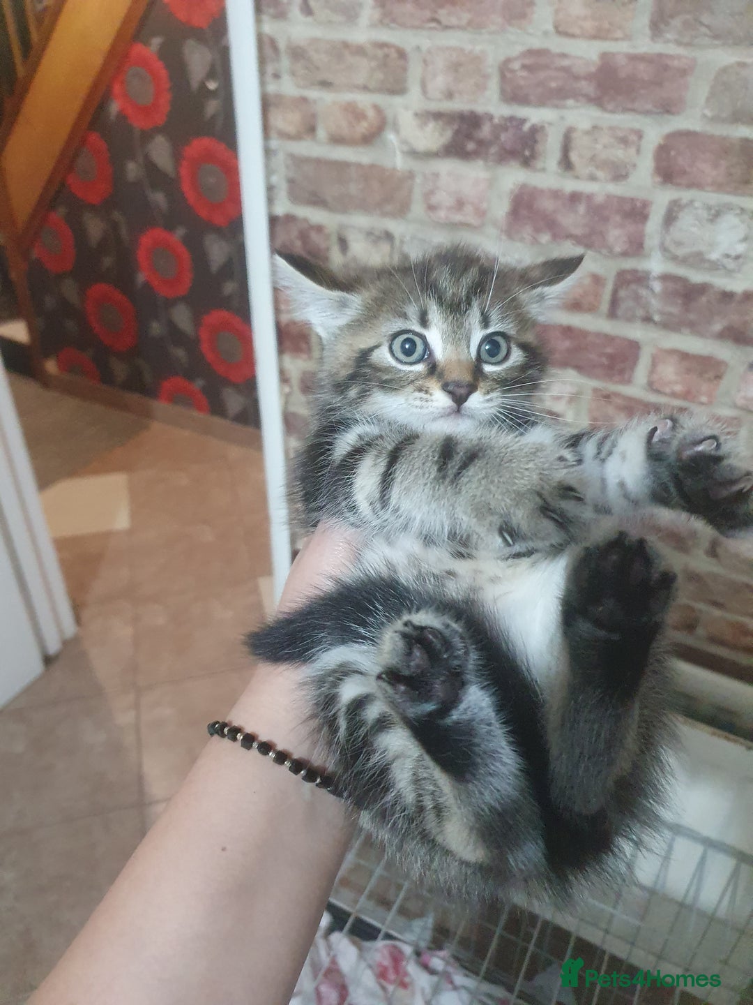 Mixed Breed cats for sale: Miss sijanda  - Image 32