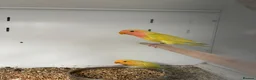 Mixed Breed birds for sale: Various Stunning Birds Available  - Advert 8