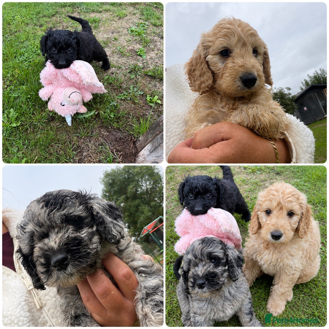 Cockapoo dogs F1b cockapoo pups 2 boys 1 girl  - Advert 1