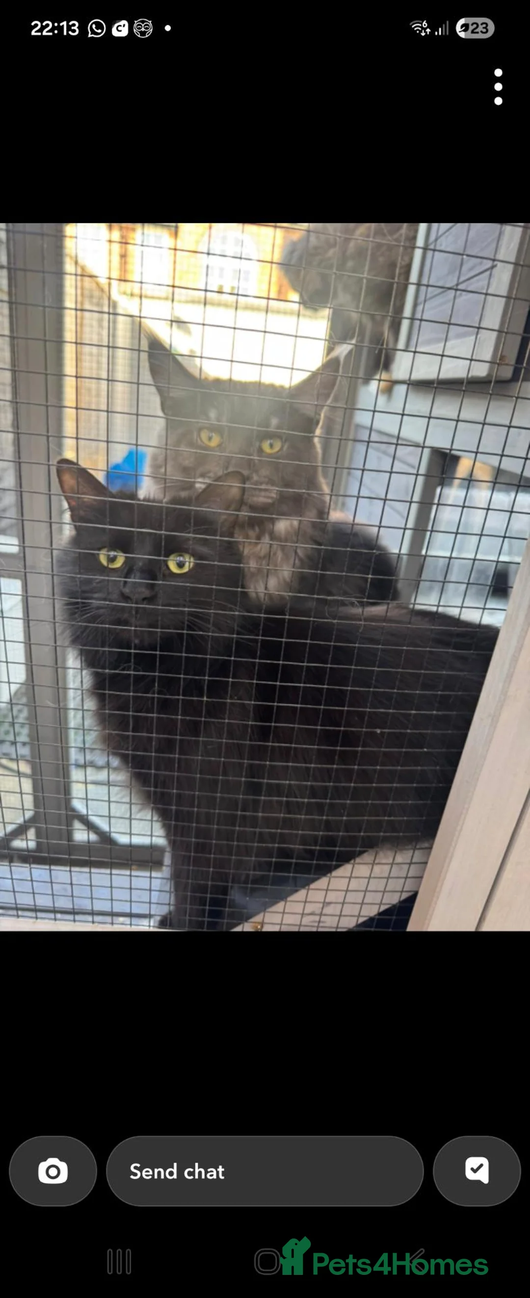 Mixed Breed cats for sale: Beauty kittens - Advert 8