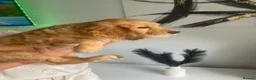 Cocker Spaniel dogs for sale: Last two beautiful working cocker spaniels🖤 - Advert 3