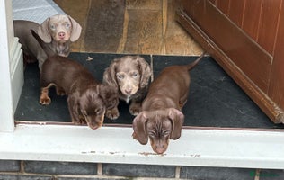 Miniature Dachshund dogs - Advert 14