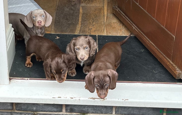 Miniature Dachshund dogs - Advert 2