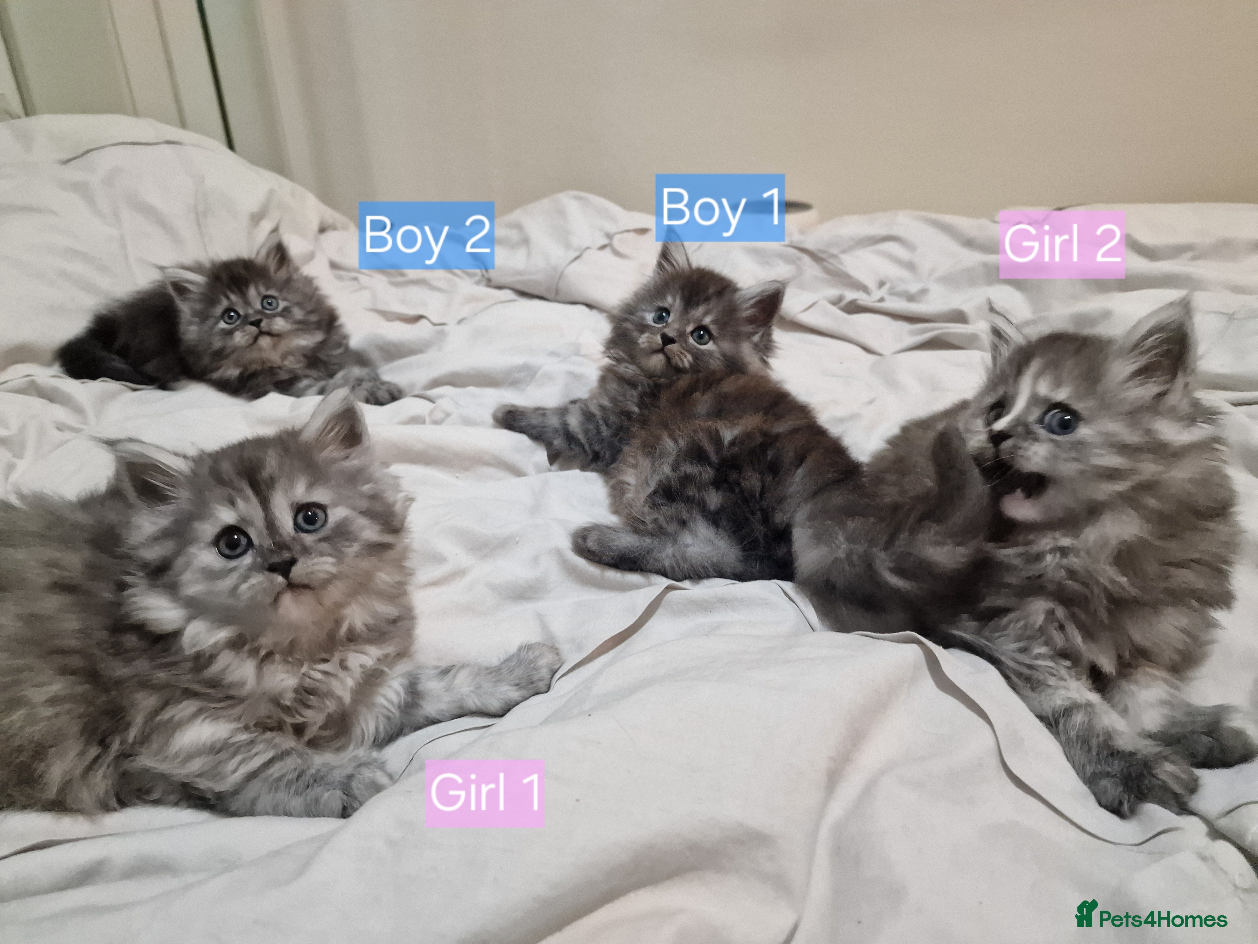 Maine Coon cats 4 mainecoon kittens looking for home in Bury - Advert 1