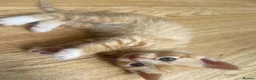 Mixed Breed cats for sale: Male ginger kitten  - Advert 6