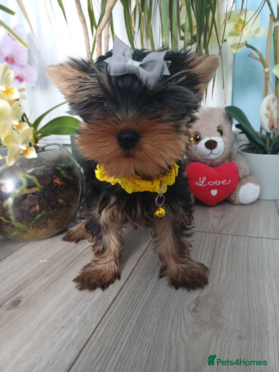 Yorkshire Terrier dogs for sale: Peace of Happiness!!! - Image 18