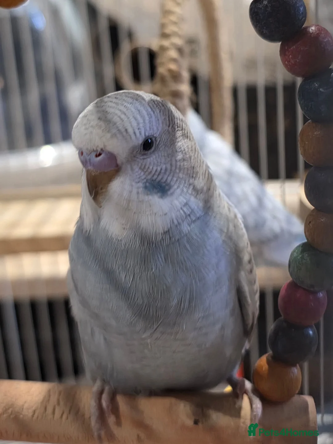 Budgerigars birds for sale: Baby budgies in Corby - Advert 2