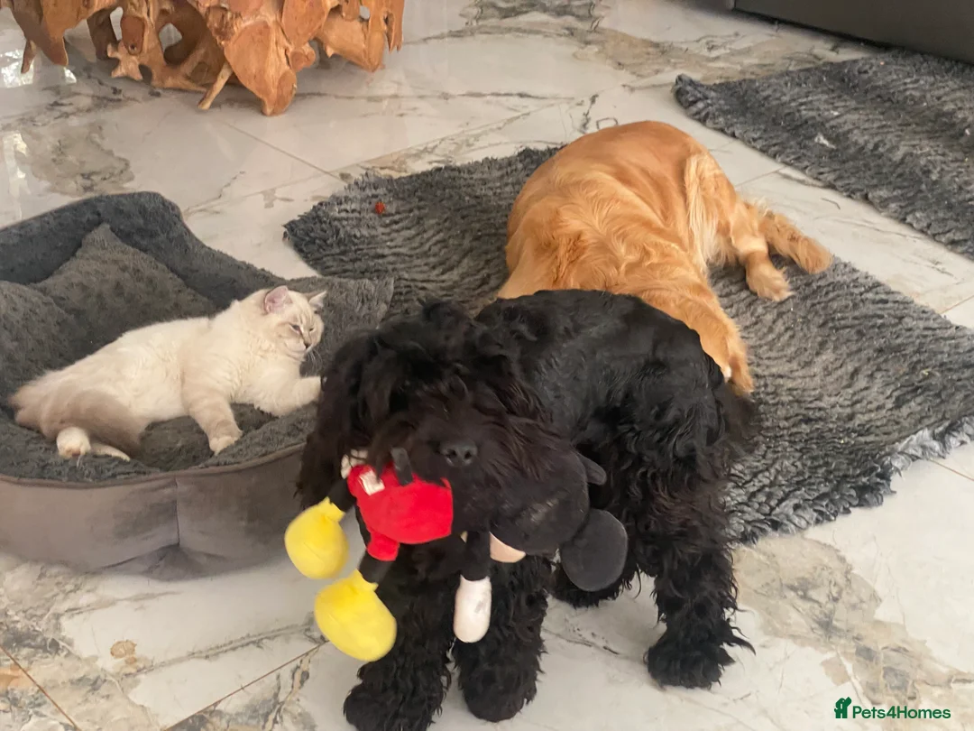 Cockapoo dogs for sale: ‼️ Attention Please ‼️ - Advert 20