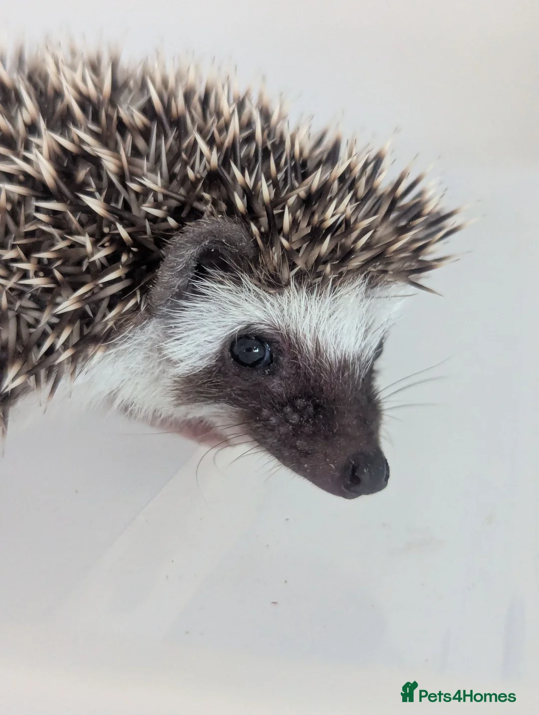 Pygmy Hedgehog rodents for sale: Beautiful Female Hoglets Ready Now 8 weeks old!!! - Advert 19
