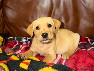 Labrador Retriever dogs Fox red kc Labrador puppies 4 remaining ready now - Advert 18