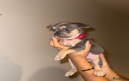 French Bulldog dogs for sale: BLUE & CREAM/TAN Isabella/pink carrying. - Image 33