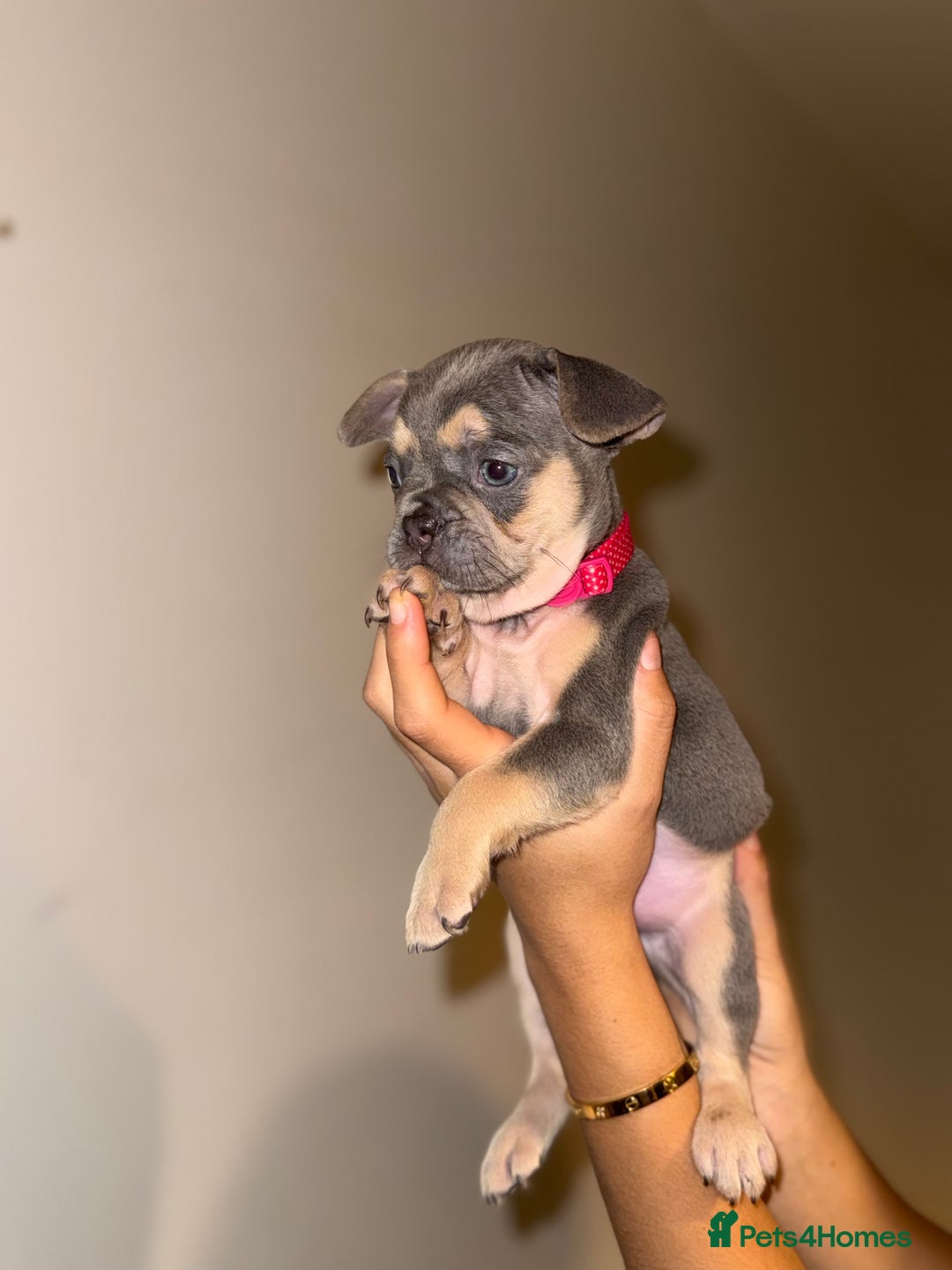 French Bulldog dogs for sale: BLUE & CREAM/TAN Isabella/pink carrying. - Image 33