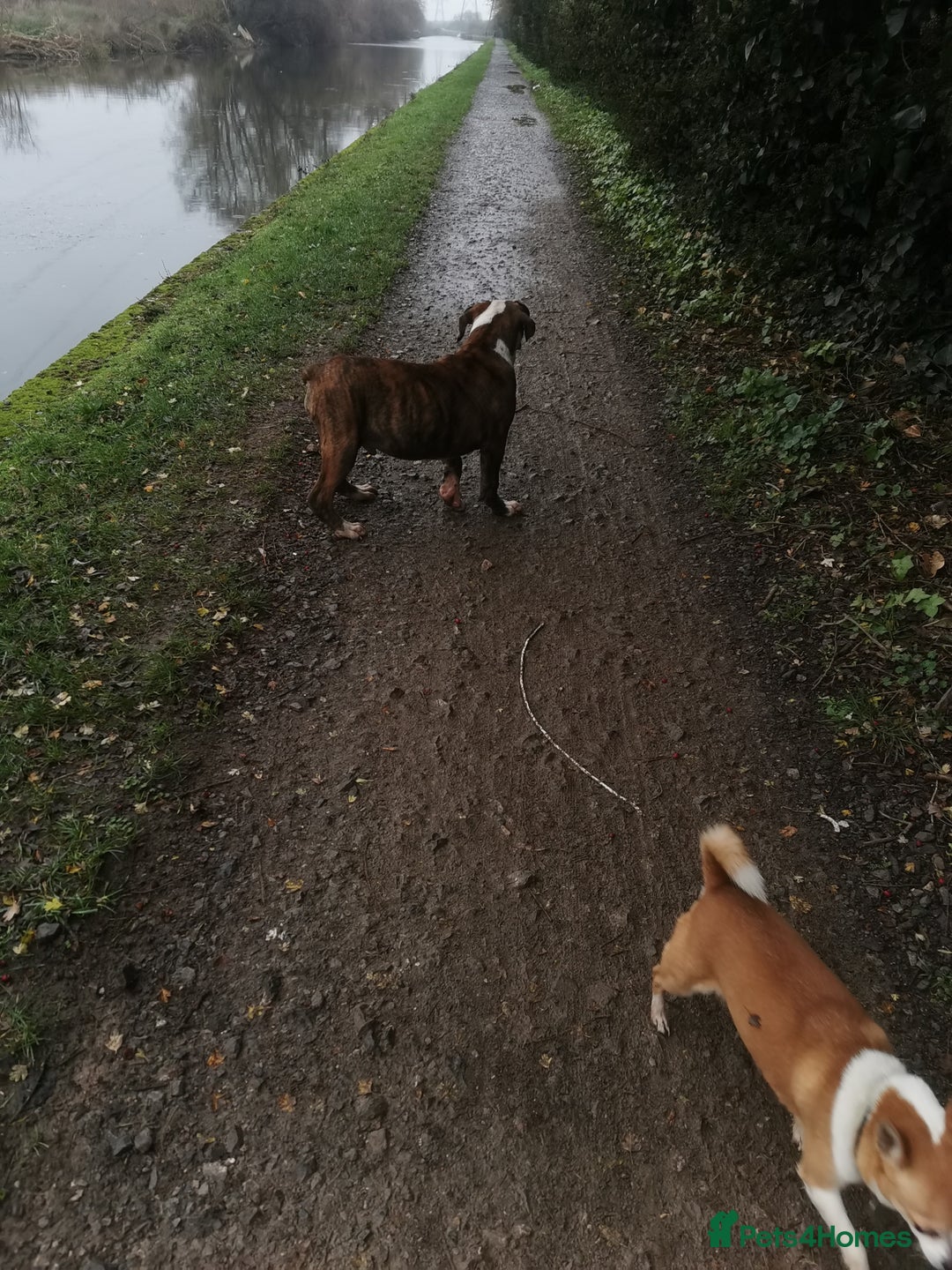 Mixed Breed dogs for sale: American bulldog mastiff cross puppies for sale - Advert 4