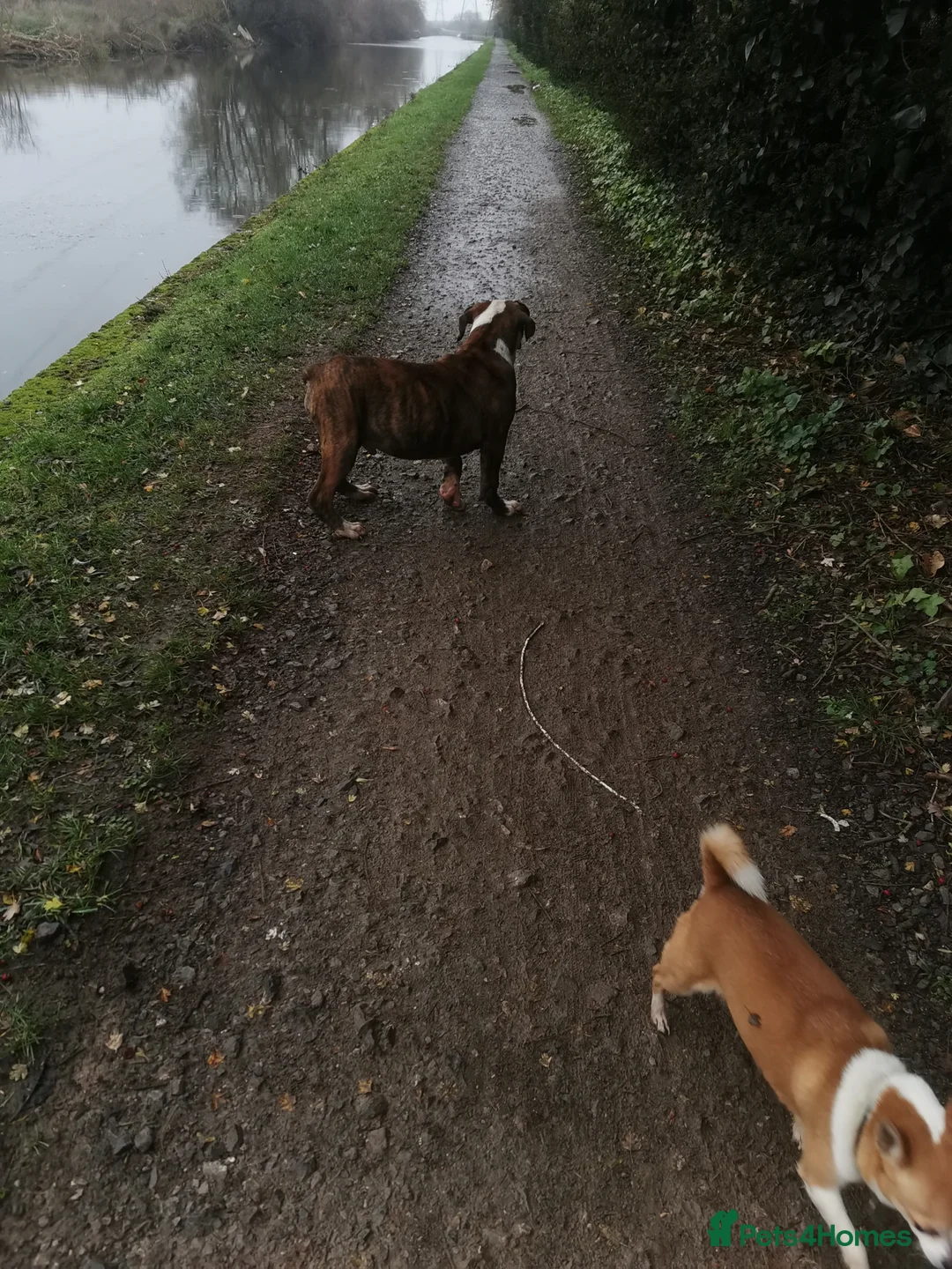 Mixed Breed dogs for sale: American bulldog mastiff cross puppies for sale - Advert 4