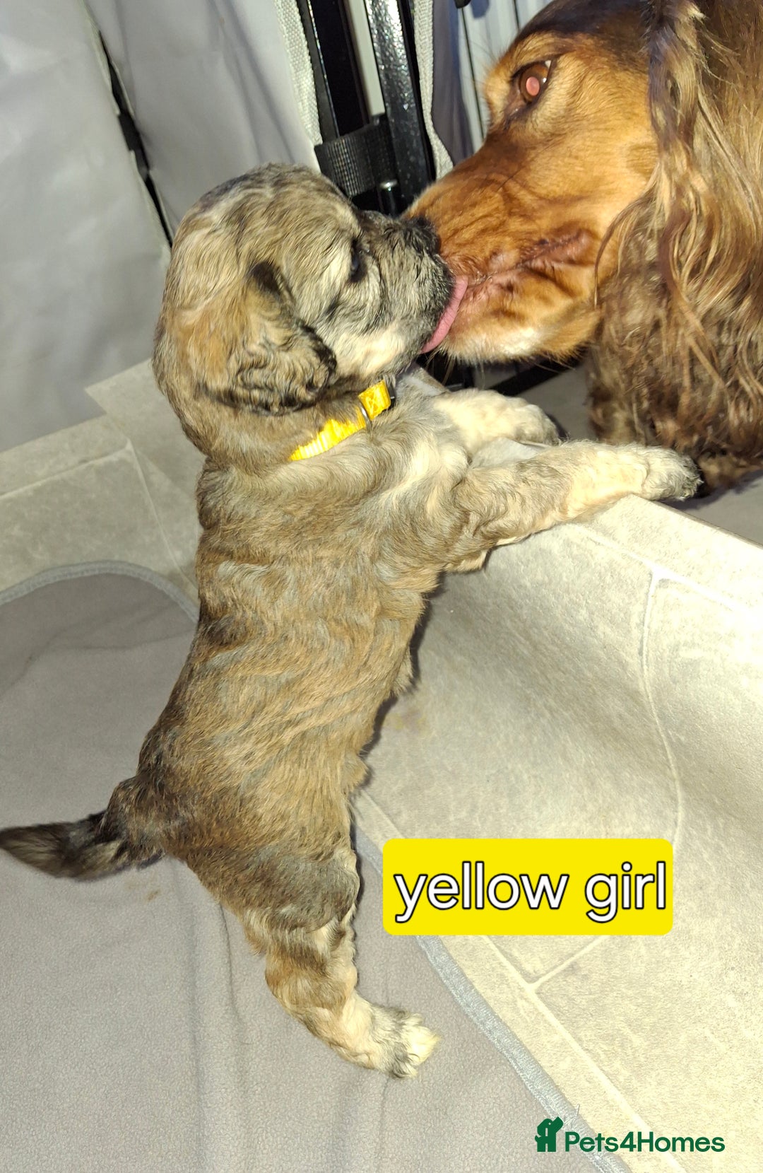 Cockapoo dogs for sale: F1 Cockerpoo puppies - Image 7