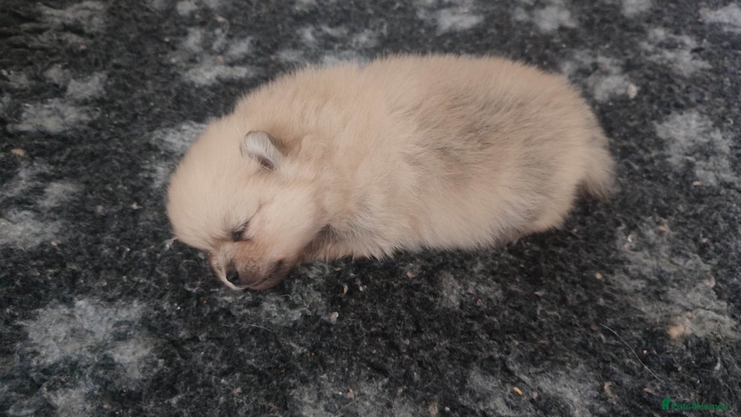 Pomeranian dogs for sale: Top Quality -KC registered  - Image 3