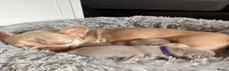 French Bulldog dogs for sale: Isabella & tan intensity girls /liliac fawn boy 🐾 - Advert 12
