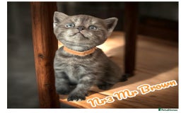 Scottish Fold cats for sale: 5 Full Pedigree Scottish Fold/Straight Kitens - Image 23