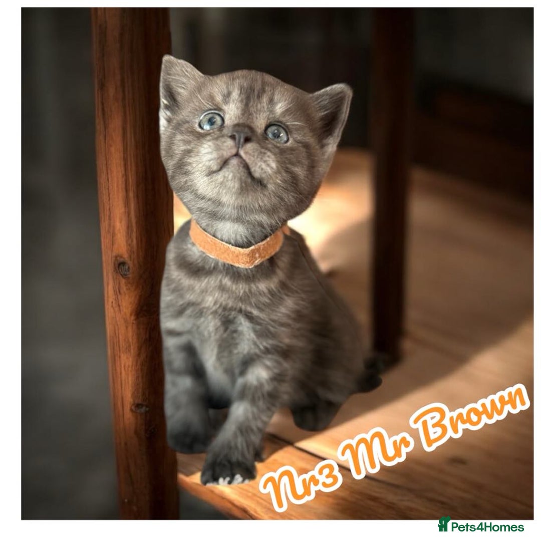 Scottish Fold cats for sale: 5 Full Pedigree Scottish Fold/Straight Kitens - Image 23