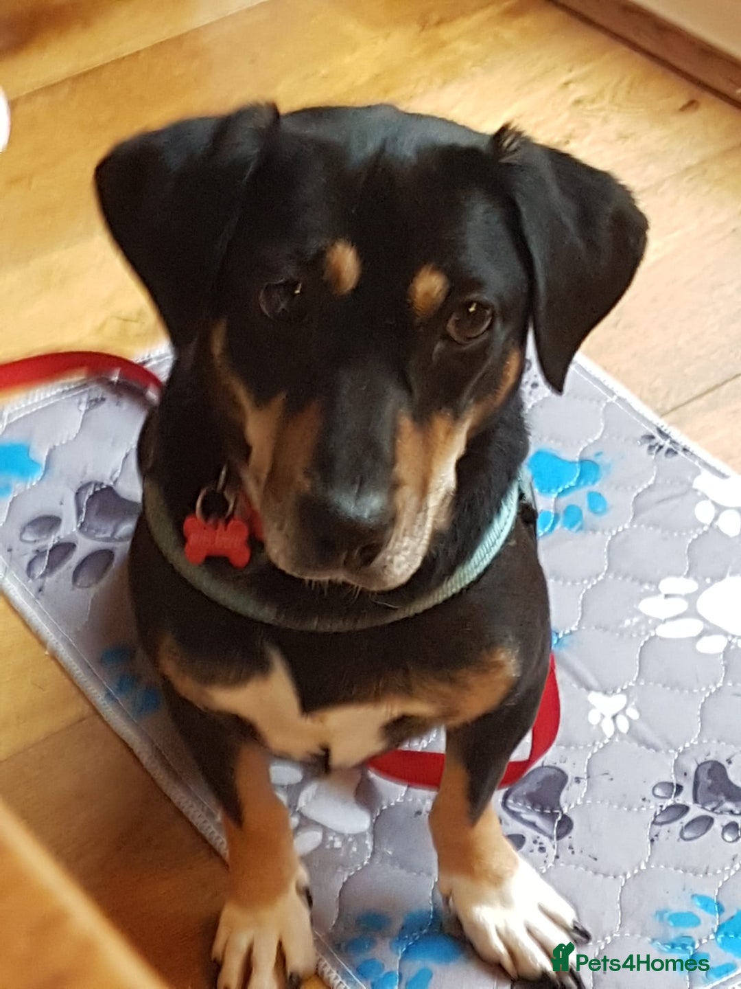 Mixed Breed dogs for adoption: 💖🐶 TASHA 🐶💖 - Image 5