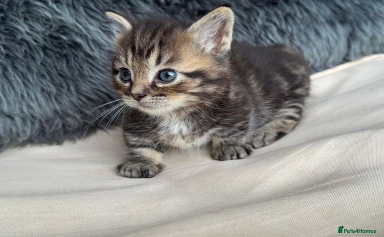 Munchkin cats - Advert 1