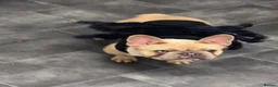 French Bulldog dogs for sale: French bulldog - Advert 2