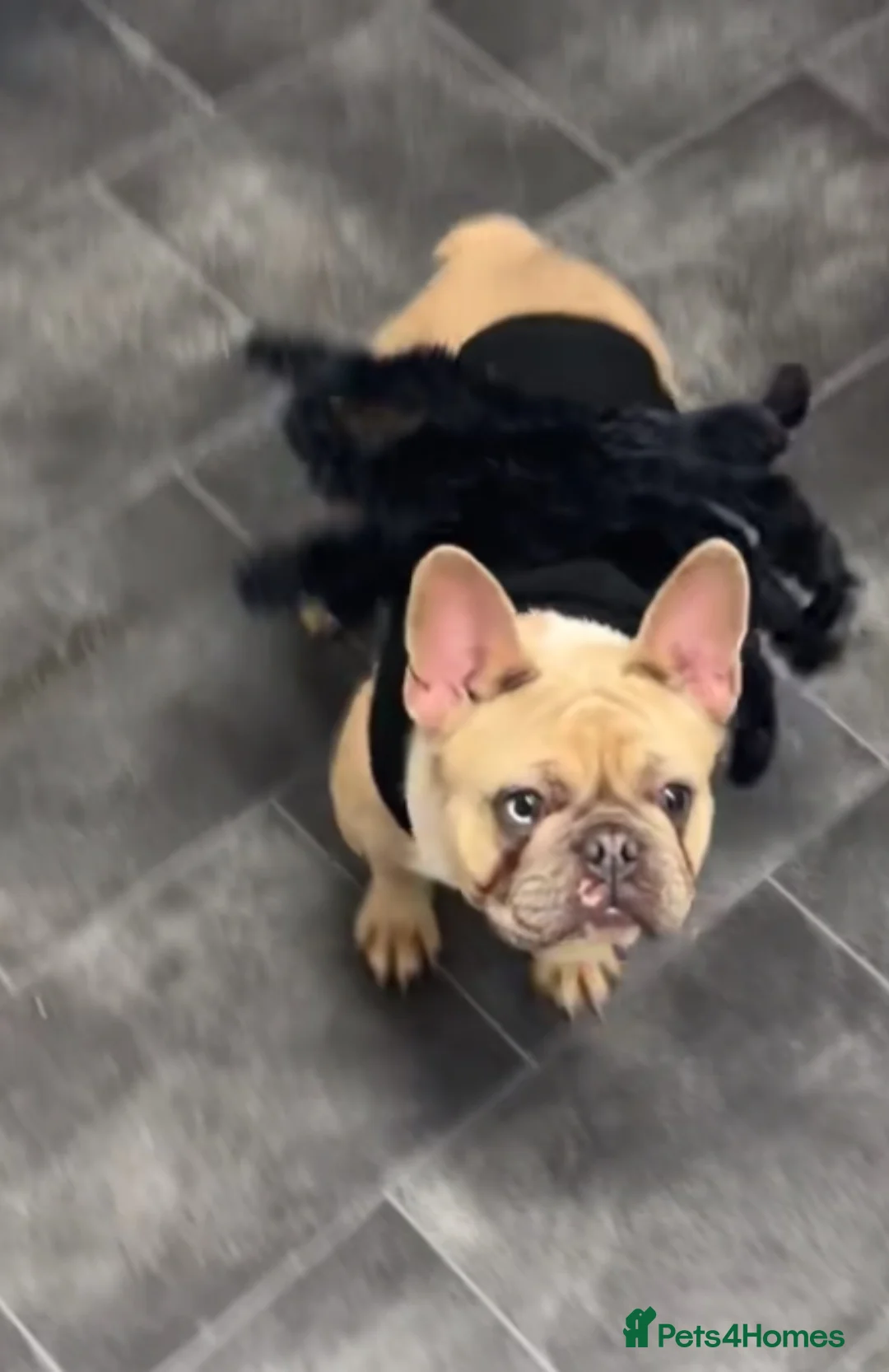 French Bulldog dogs for sale: French bulldog - Advert 2