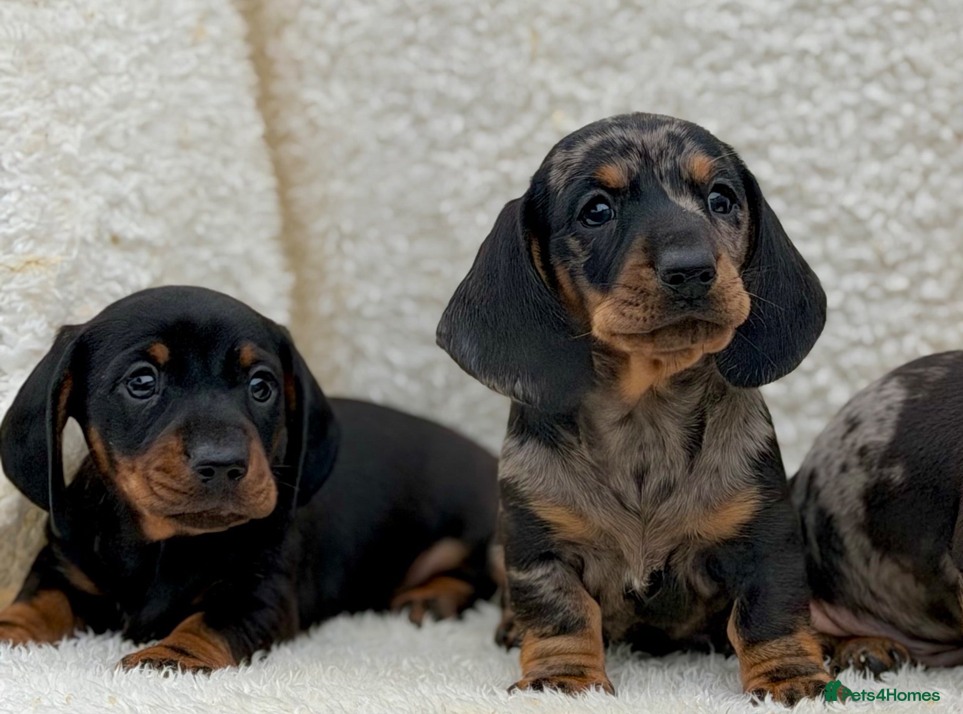 Dachshund dogs Gorgeous miniature dachshund puppies  - Advert 2