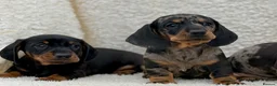 Dachshund dogs for sale: Gorgeous miniature dachshund puppies  - Advert 11