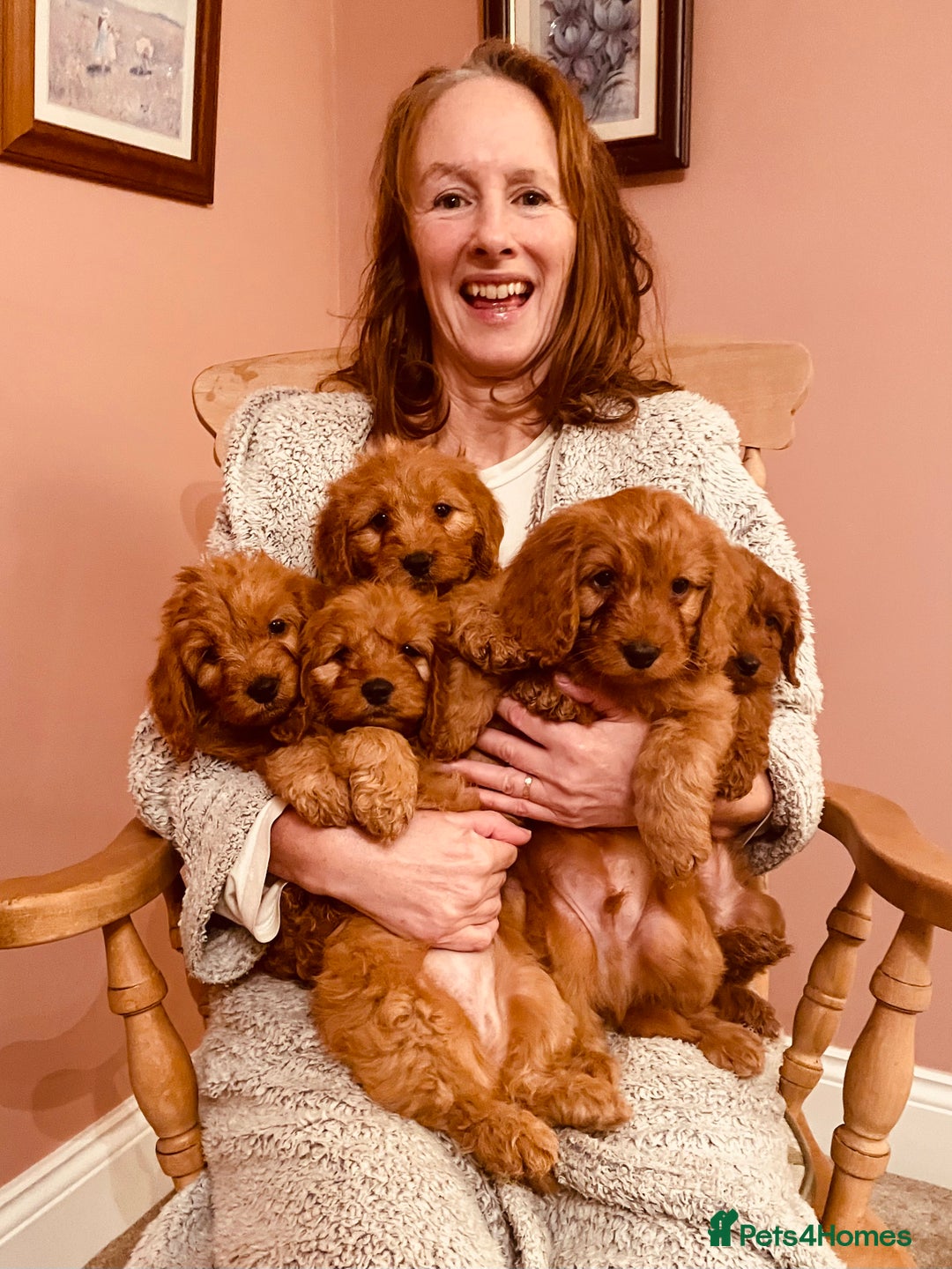 Cockapoo dogs for sale: Top quality fully health tested fox red cockapoos  - Advert 8