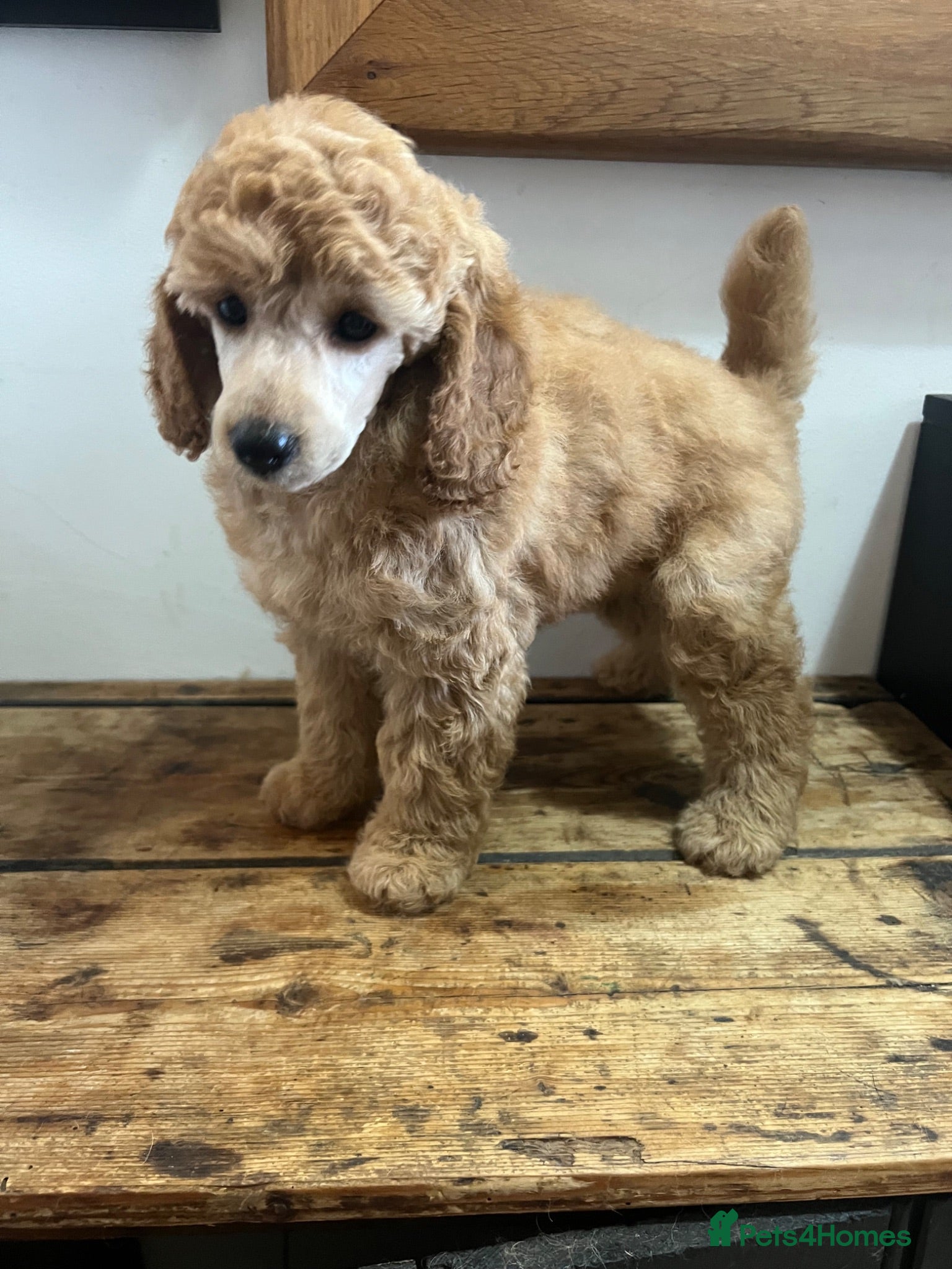 Miniature Poodle dogs KC registered miniature poodles  - Advert 17