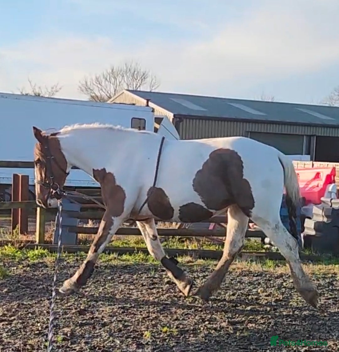 Irish Sports horses for sale: Beautiful irish mare, fab allrounder - Advert 2